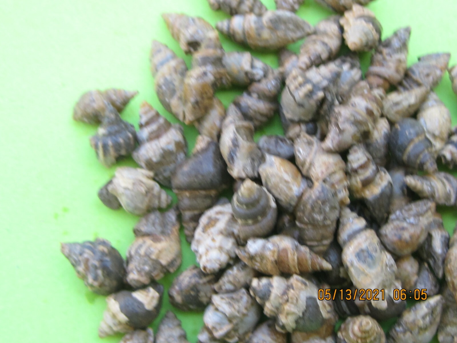 LOT OF 250 FOSSILS 25 of 10 DIFFERENT WHOLESALE