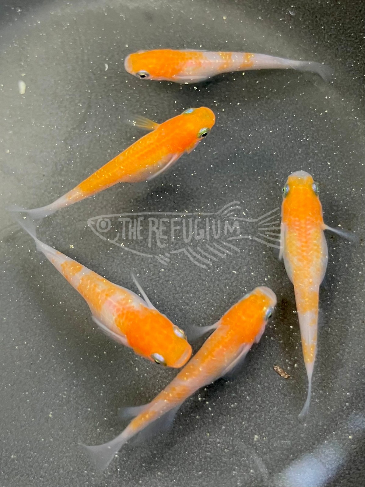 10+ fertilized hatching eggs komachi glitter lamé medaka ricefish