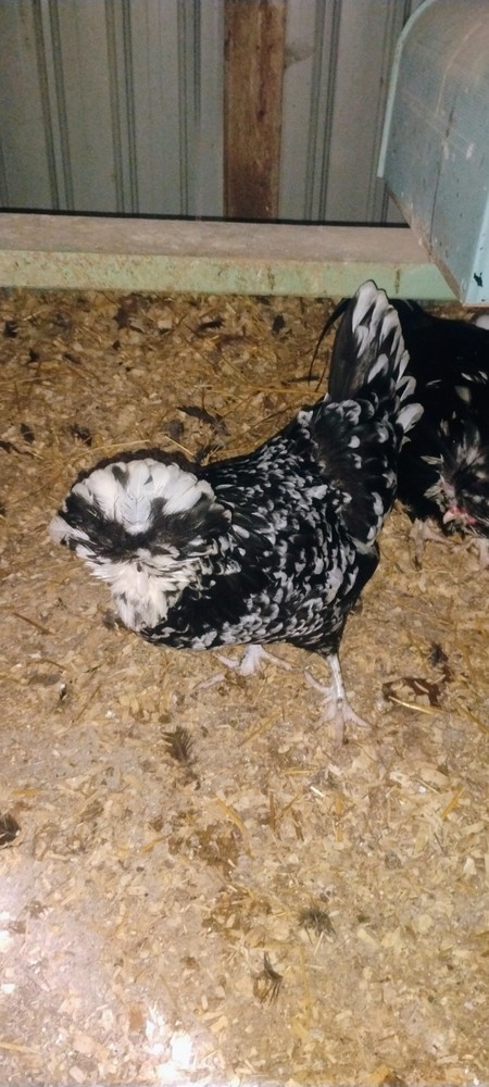 Mottled Houdan Hatching Eggs