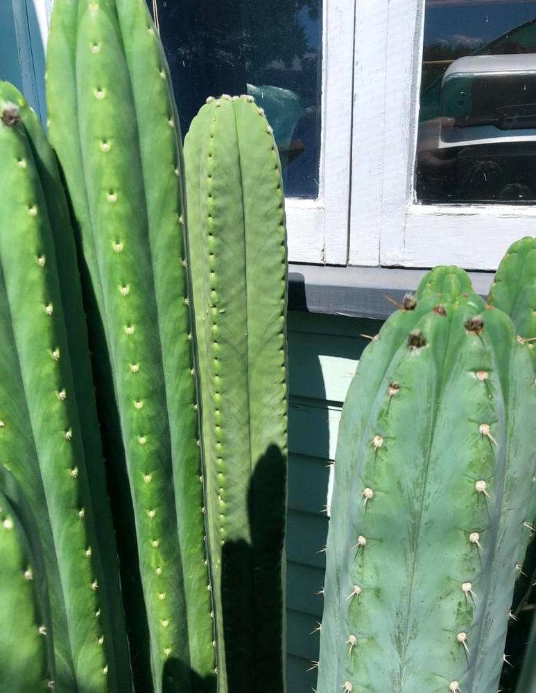 🌵Cactus Cuttings 14”-18” Plus FREEBIES!! S🌵P🌵
