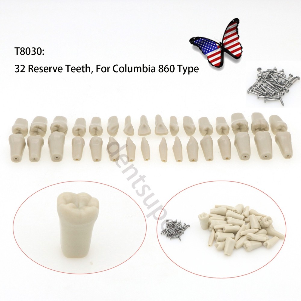 US Dental Tooth Model Columbia Dentoform 860 Type With 32pcs Replacement Teeth