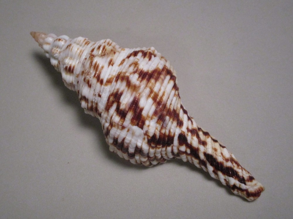 Fusinus nicobaricus Roeding, 1798 "NICE STRIATIONS" (113.5mm)