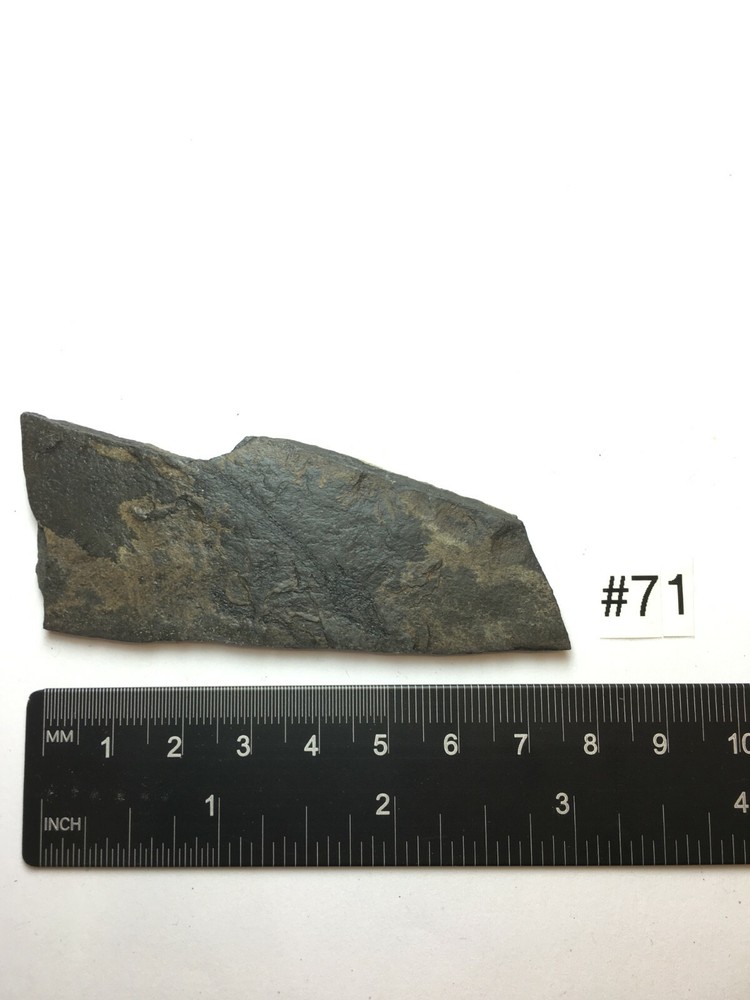 FOSSIL FISH HEMITHYRSITES