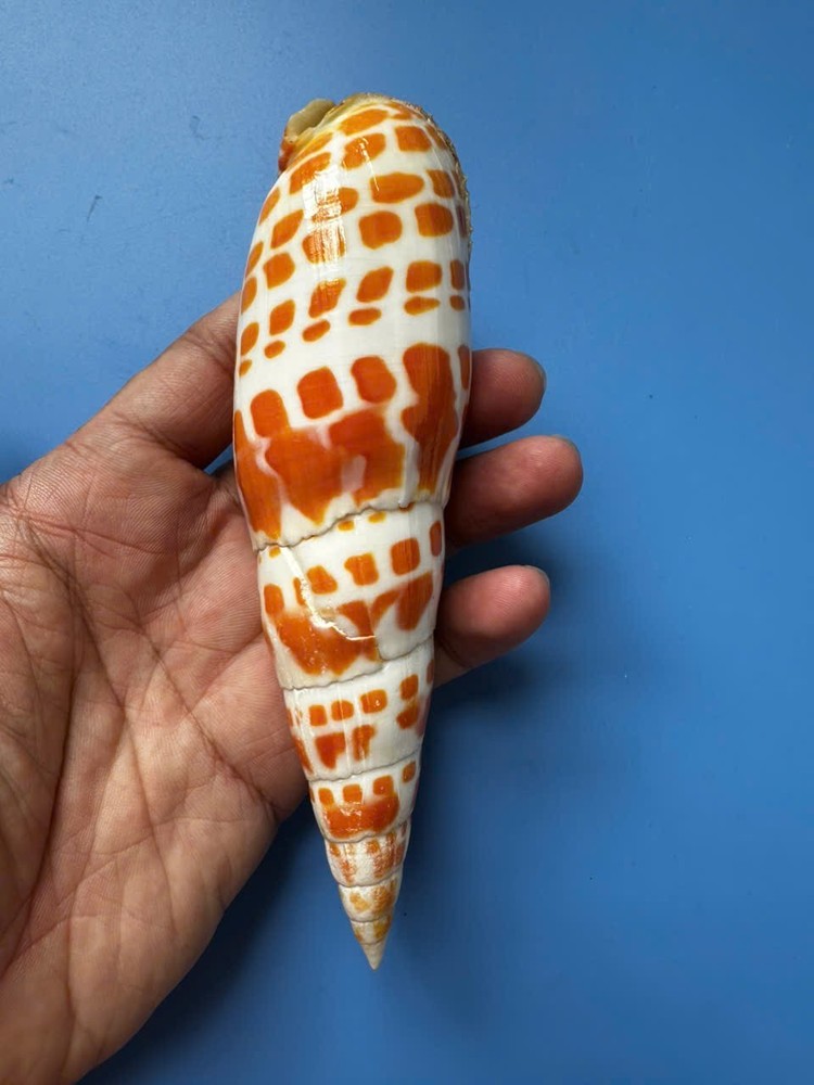 147mm | Mitra Mitra |F+++ | LARGE | Nice colour | Beautiful shell