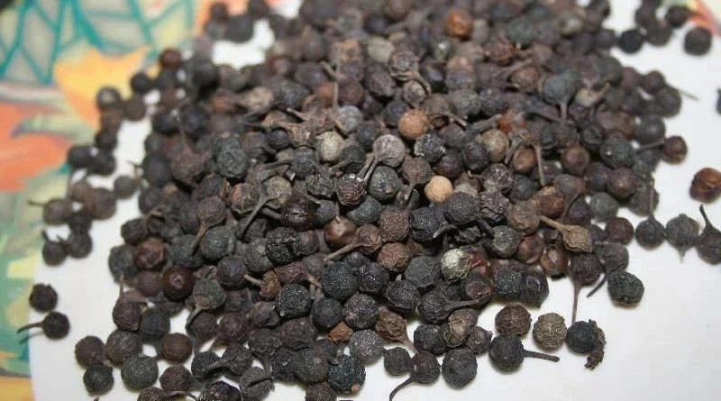 Kabab Chini Cubeb Pepper Piper Cubeba Java pepper sheetal chini Spice Seasoning