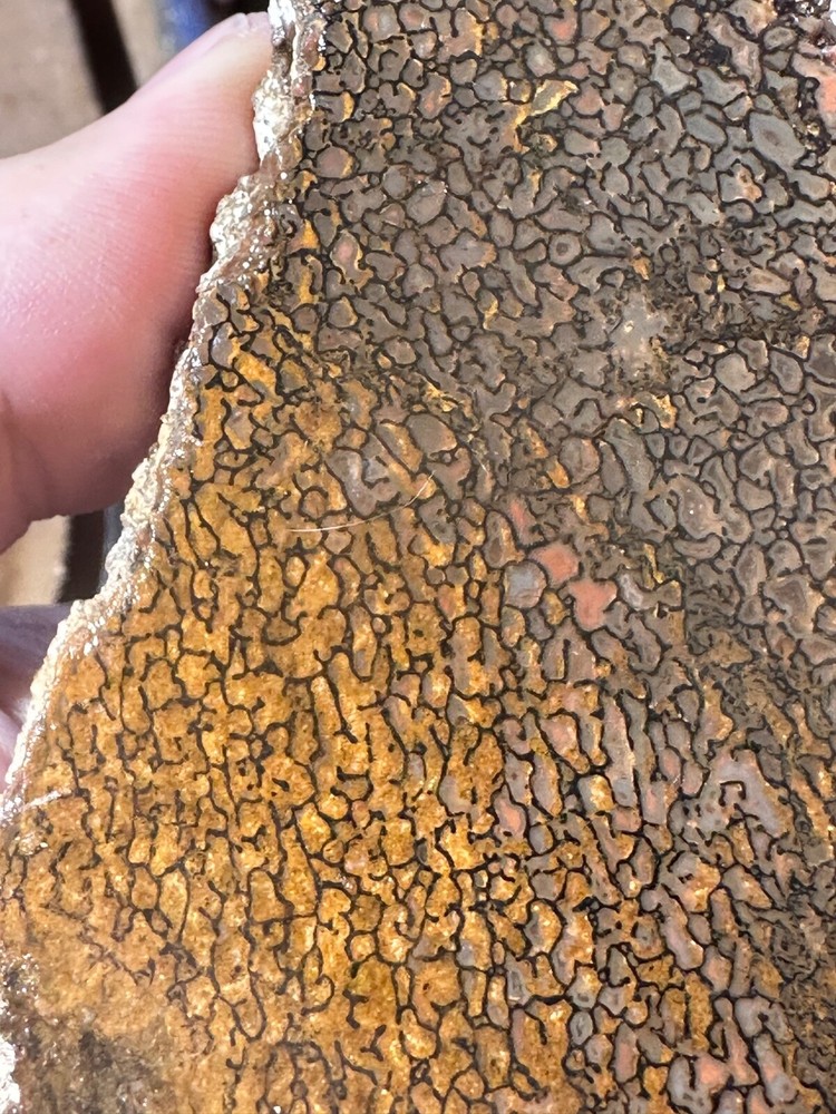 Dinosaur bone rough **hxtled slab.