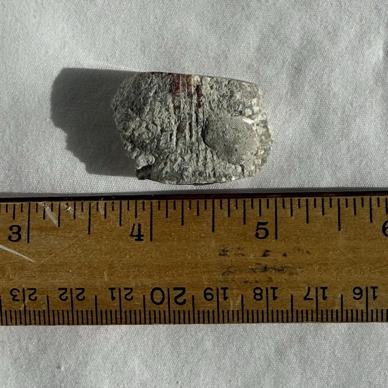 ~28 grs Polished Red Horn Coral Riley's Canyon, Utah Fossil Rugosa / display cab