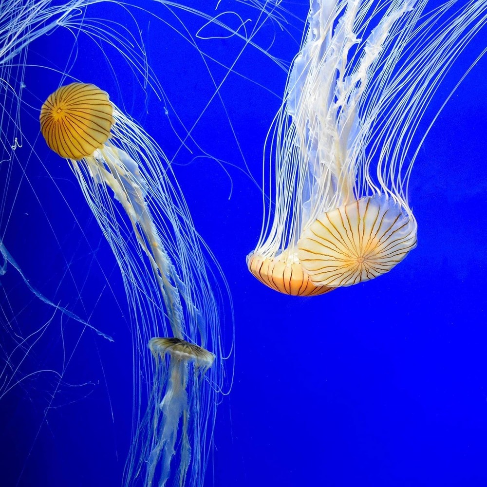 Aquarium Water Conditioner