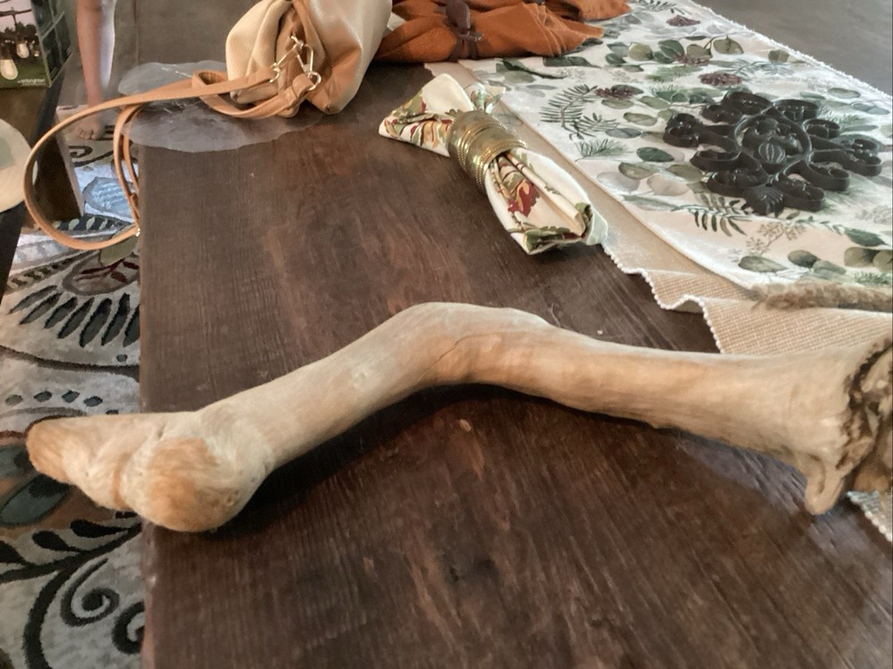 Mammoth Bone