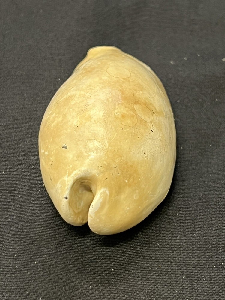 EXTINCT Fossilized COWRIE Shell From Central Florida - Pliocene Era.