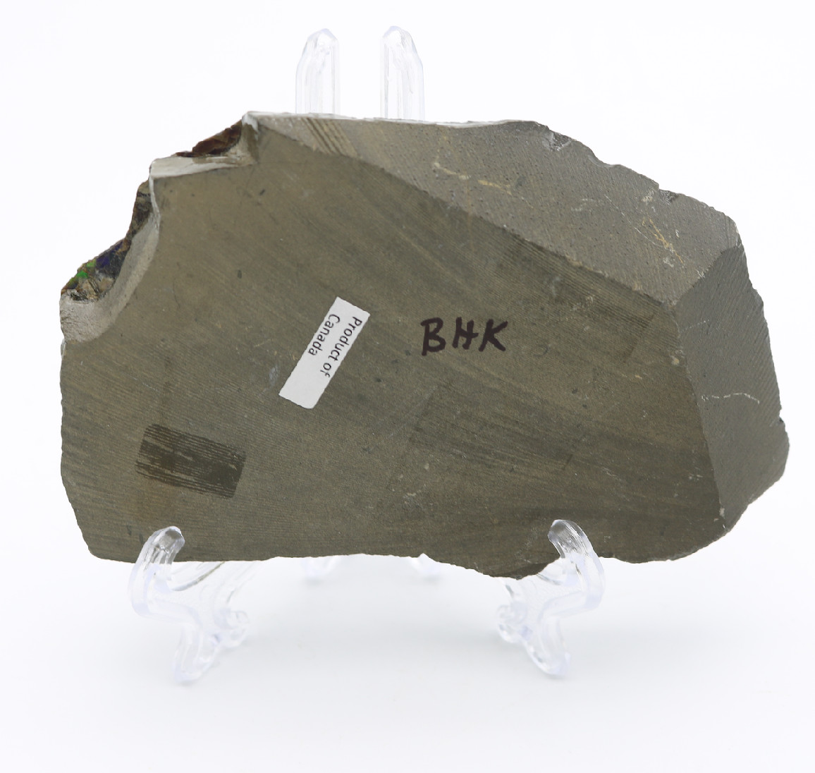 Stunning IRIDESCENT Fossil AMMOLITE Slab Reflective RAINBOW Mineral Specimen