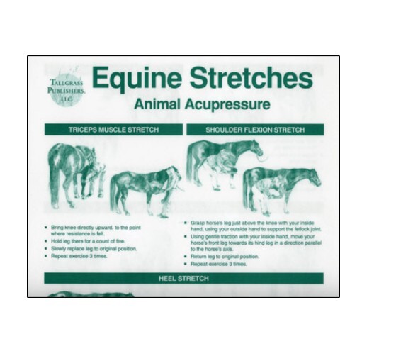 Equine Stretches Chart chart measures 11" x 17