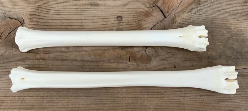 2 Deer Leg Cannon Bones Metacarpal Metatarsal