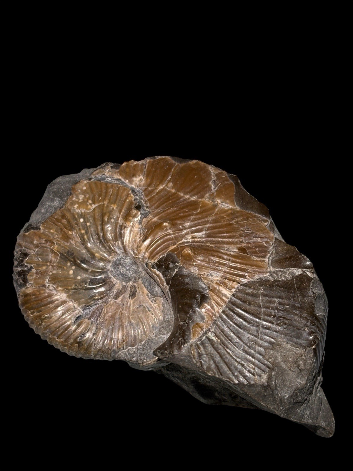 Ammonite Fossil Bundle Lot of 5 Specimens