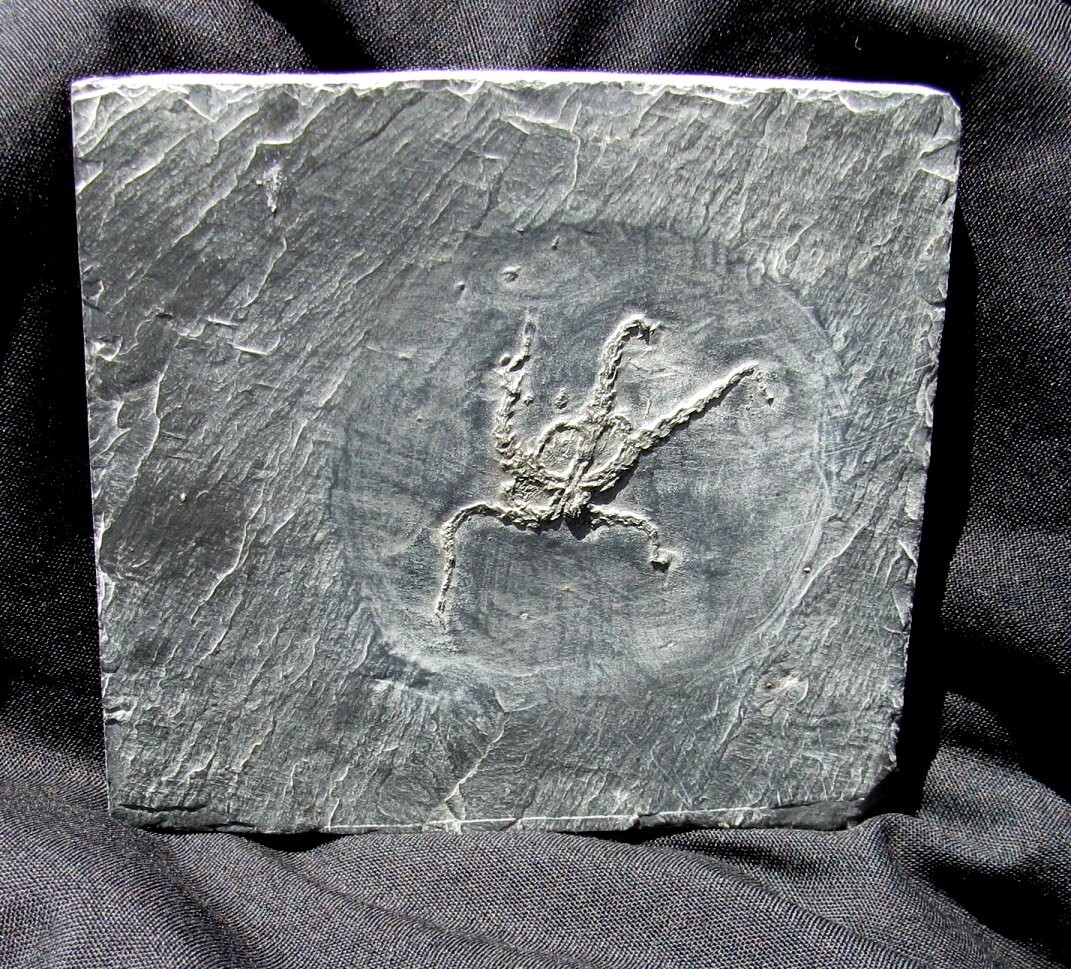 EXTINCTIONS- VERY DETAILED, 5-ARMED OPHURINA BRITTLESTAR FOSSIL FROM BUNDENBACH!