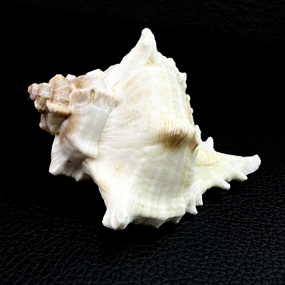 Vasum Cassiforme Conch Seashell Shell 74mm 2 7/8” Beautiful