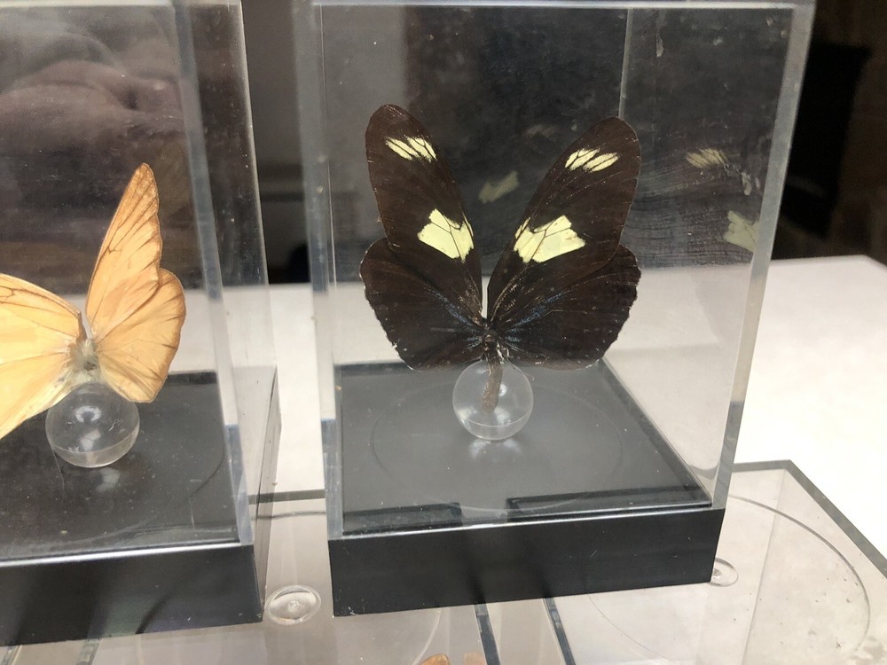 7 Mounted Butterfly Specimens In Acrylic Cases