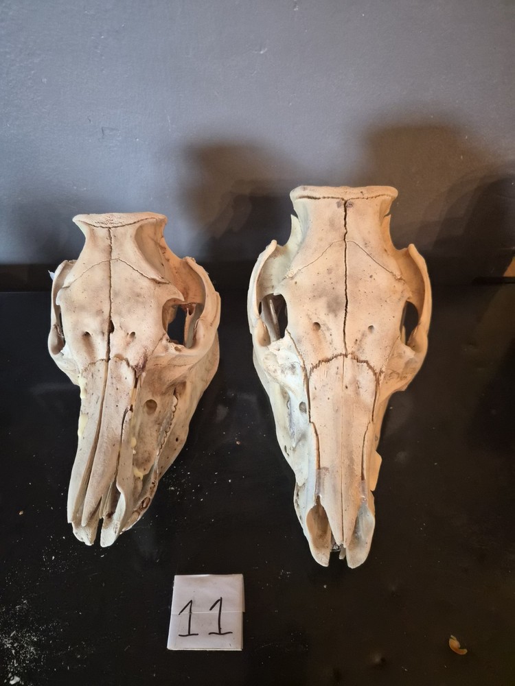 Pig Skull