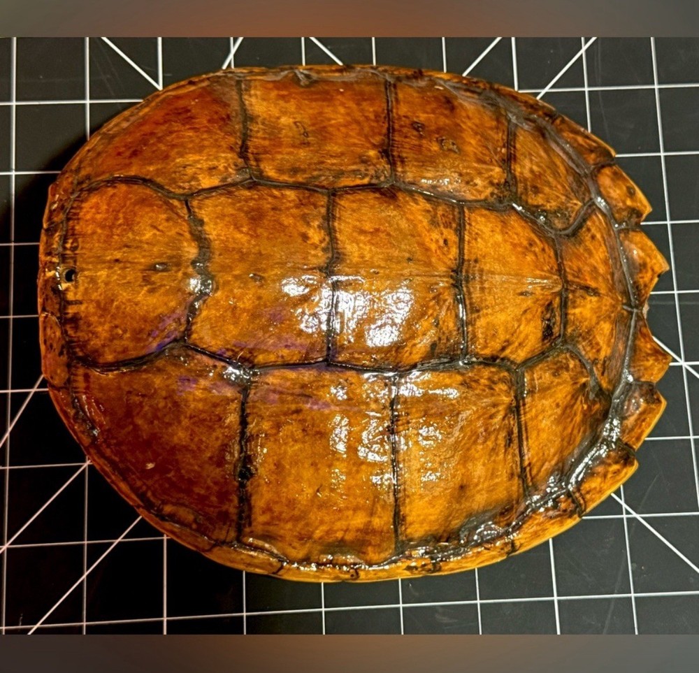 Natural Oddities Large Authentic Turtle Shell – Size Shown in Product Photos