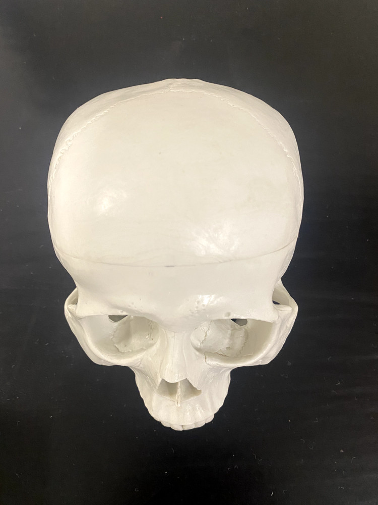 Human Skull Model Teaching