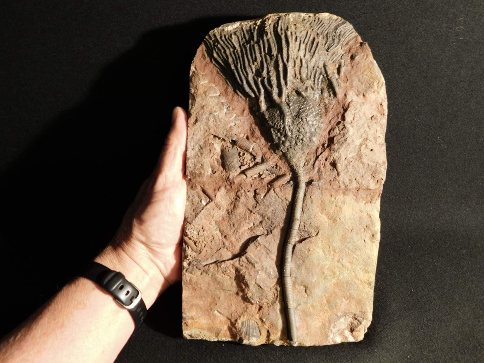 Big! 430 Million Year Old! CRINOID Fossil or Sea LILY Fossil Morocco 1686gr