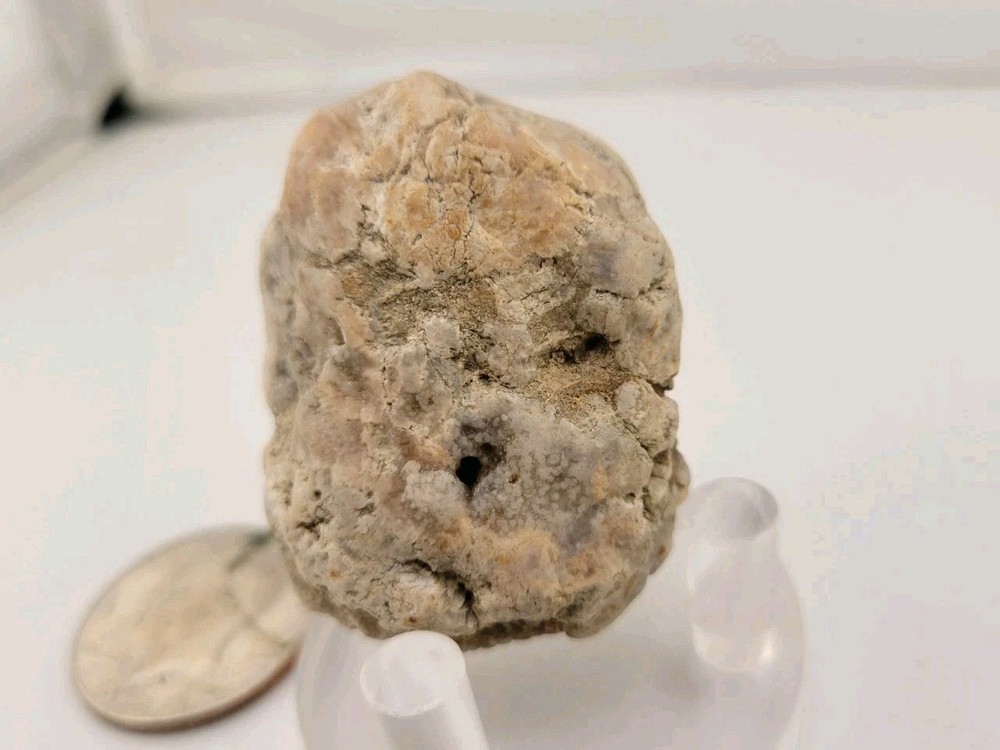 Real Permineralized Reptile Egg Fossil
