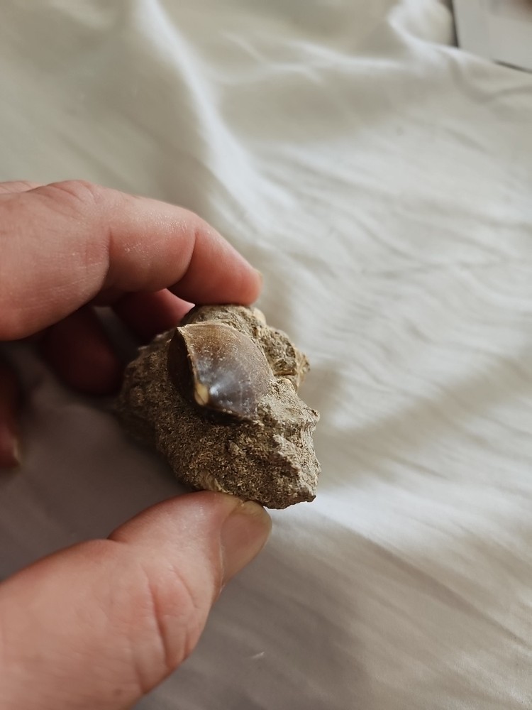 Mosasaurus tooth in Matrix Excellent condition.