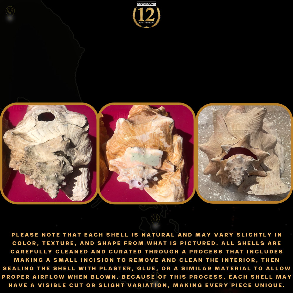 Authentic Caribbean Conch Uncut Shell Medium to Large 6-9+ Inches!