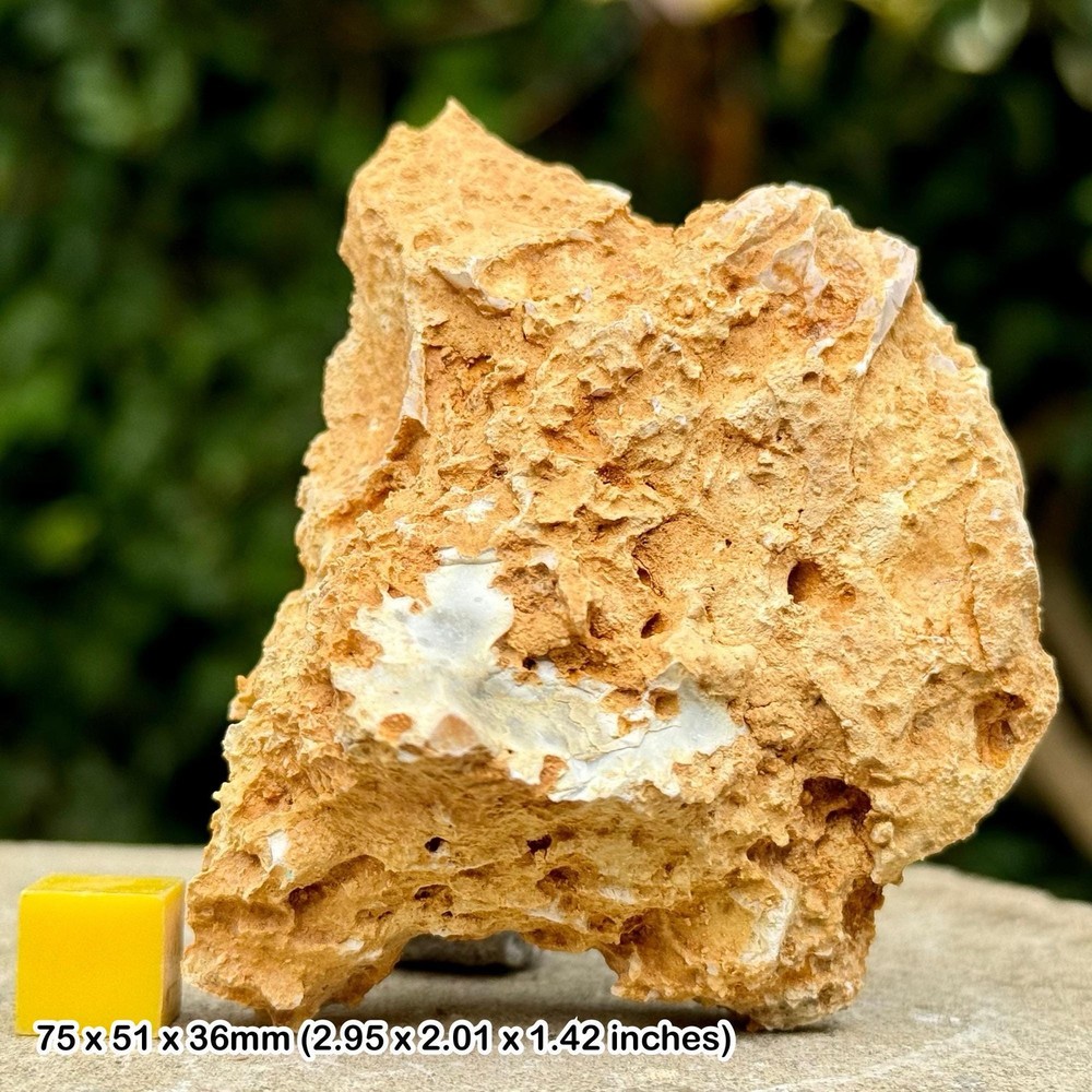 Fossil sponge in flint, grey chalk subgroup, cretaceous, branscome, devon, uk -