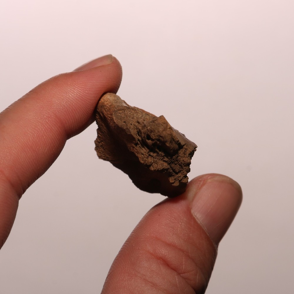 Dinosaur Process / Brain Case Partial Hell Creek Formation - Dinosaur Fossil