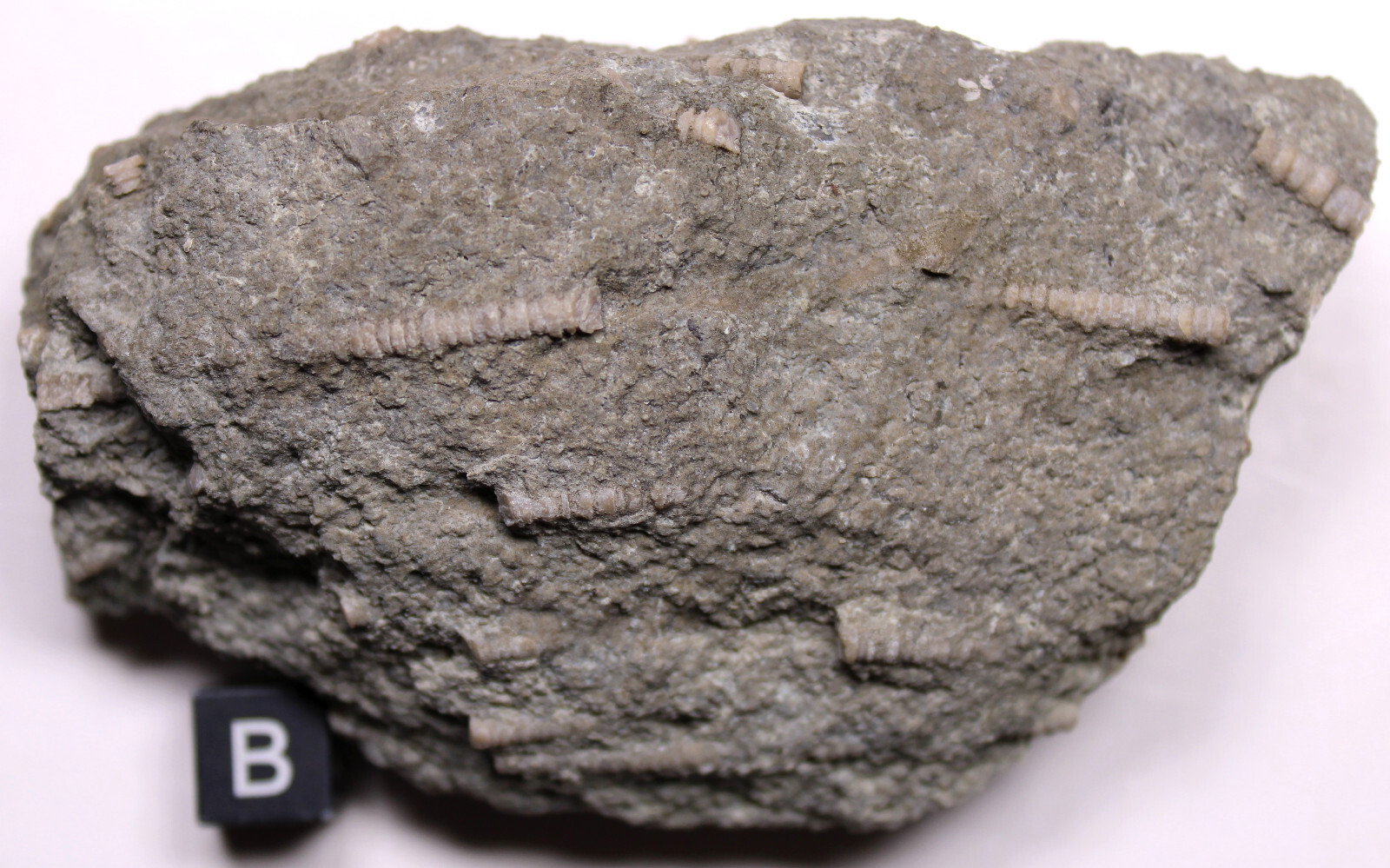 Ectenocrinus Crinoid Stem Log Jam Ordovician Fossils Kope Formation Kentucky