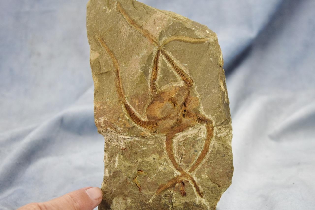 Brittle Star Starfish 200myo FOSSIL 274mm GEOCOMA CORINATA 6.5" 165mm 5019aa