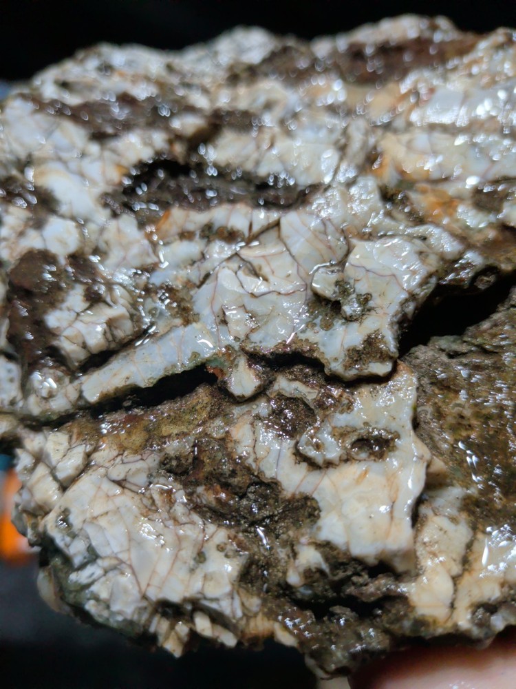 Hampton Butte Slab Specimen (1lb 8oz)