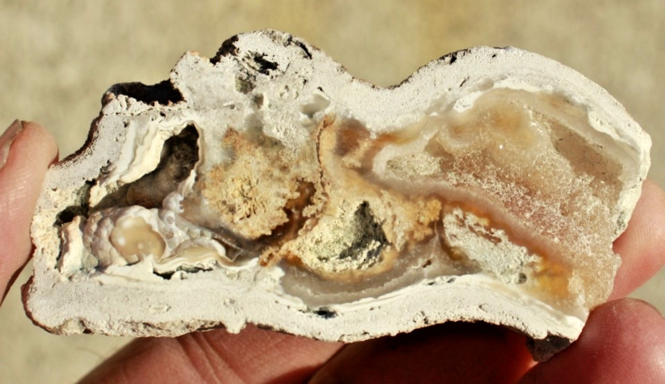 Polished Tampa Bay Fossil Coral Half • 3.0" Long/2.0 oz.