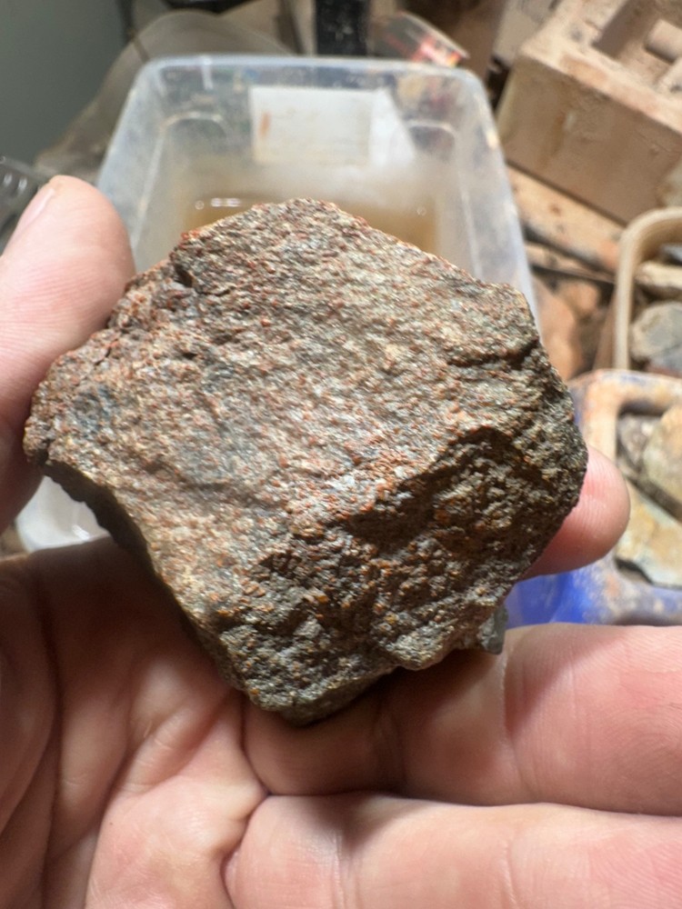 Dinosaur bone rough polished specimen