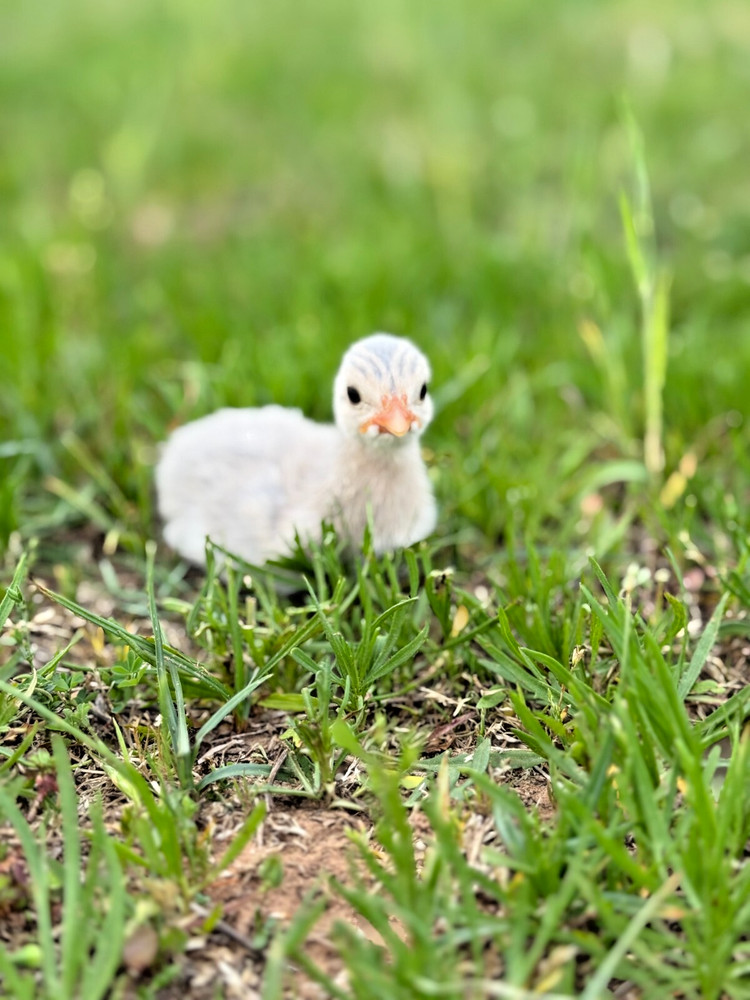 12+ Absorted Guinea Fowl Hatching Egg