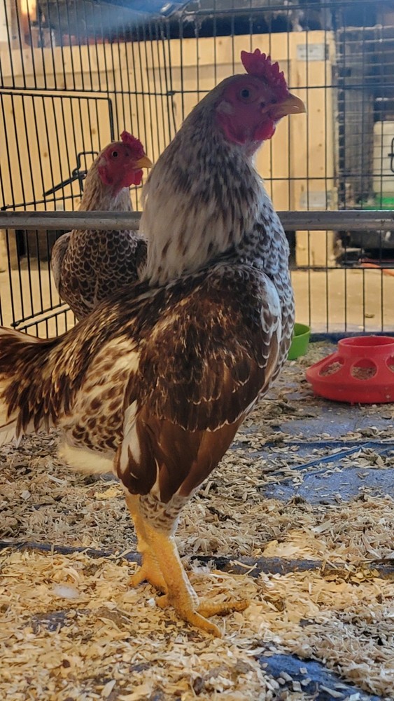 6+ Dark&Light Cornish &Splash Cornish Btm Hatching Eggs