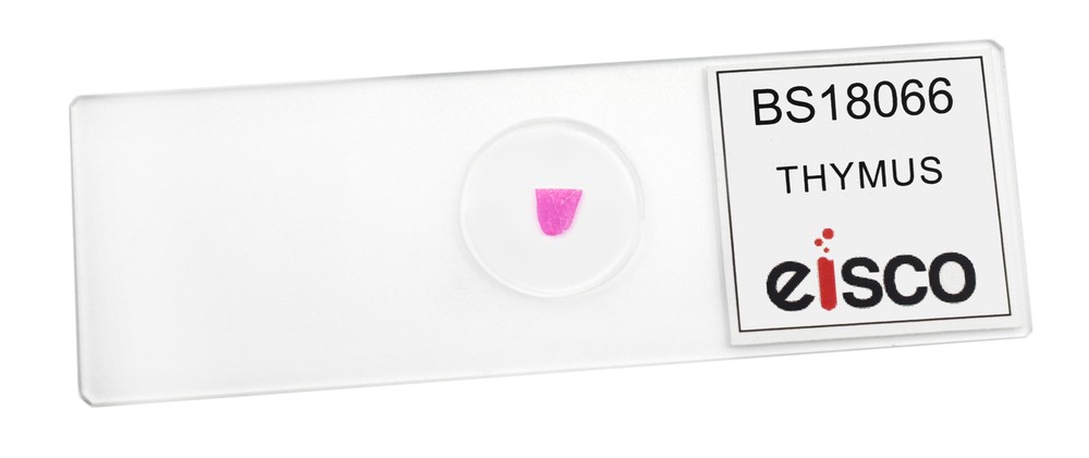 Thymus - Prepared Microscope Slide - 75x25mm - Eisco Labs