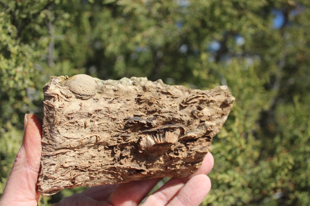 RARE Locality - Superb Display Specimen - Brachiopod/Shell Fossil - DEVONIAN