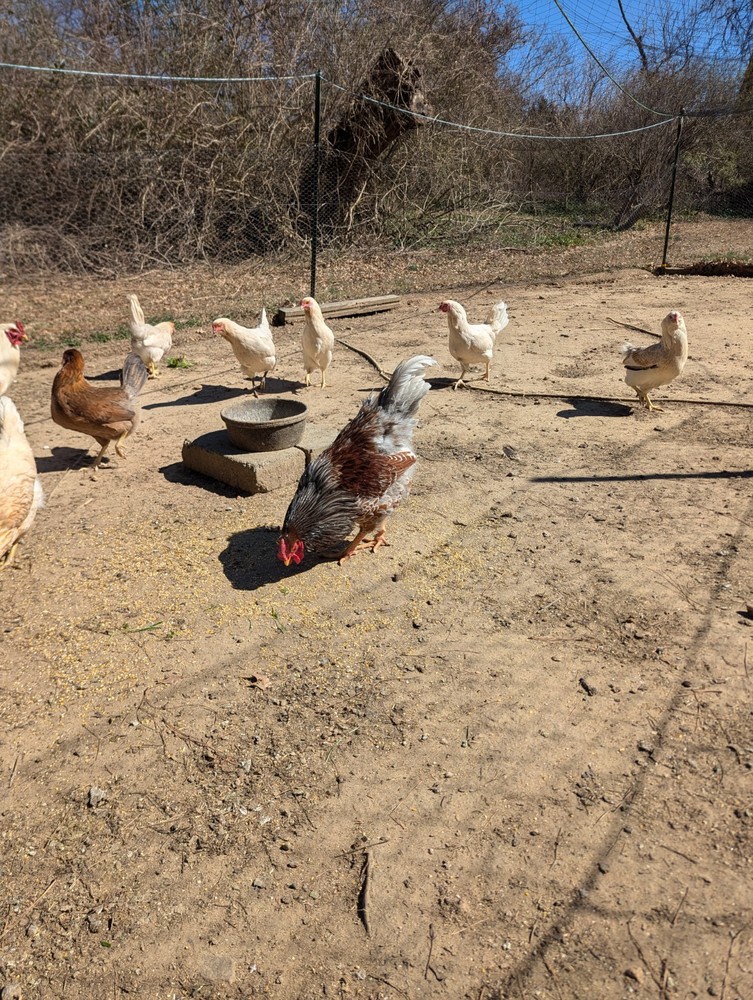 10+ WHITING TRUE GREEN Egger CHICKEN HATCHING EGGS 300+EGGS PER YEAR