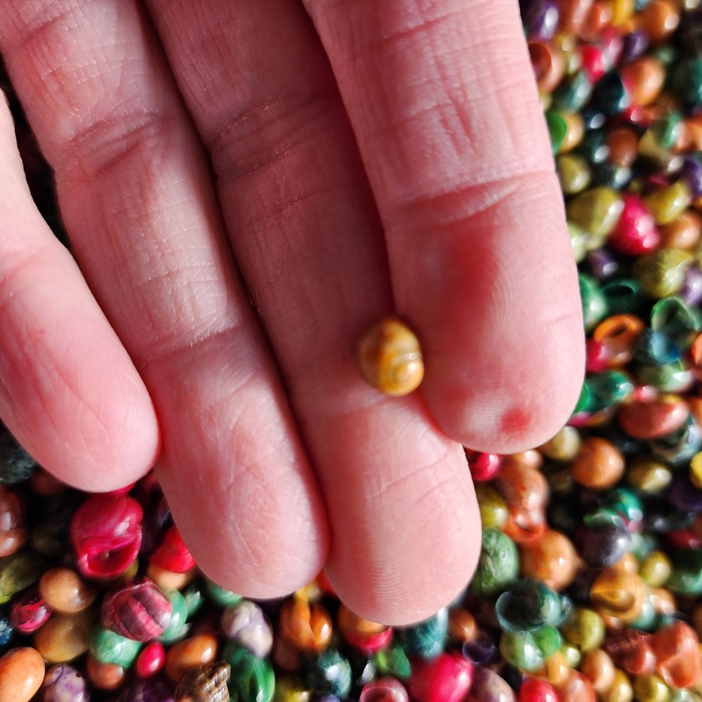 Tiny Dyed Shells Craft Supply Assorted Colors 100g Bag 6–9mm
