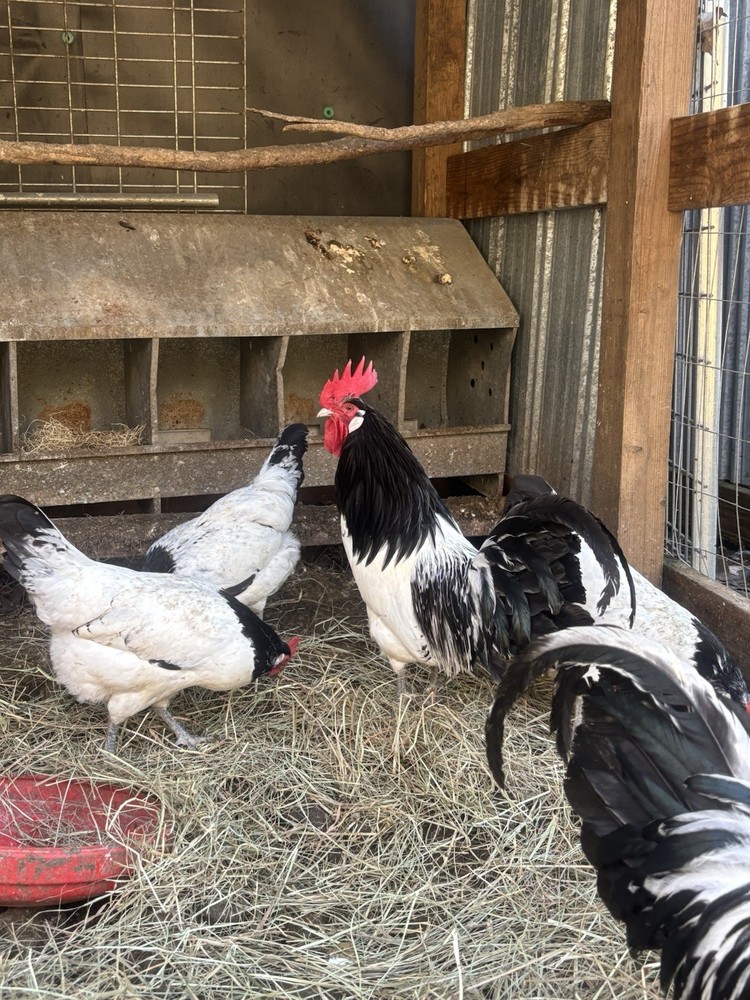 10+ Silver Lakenvelder Hatching Eggs