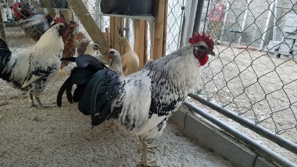 Mosaic (1 2) Fertile Hatching Eggs PLEASE READ DESCRIPTION