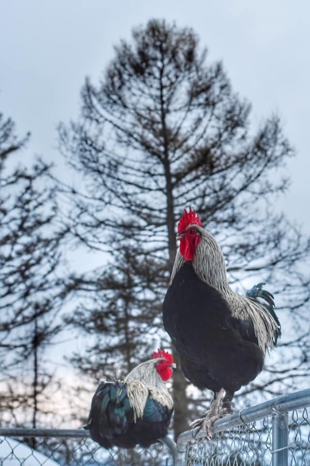 10++ Black Silver, Blue Silver, Splash - BBS Marans Hatching Eggs