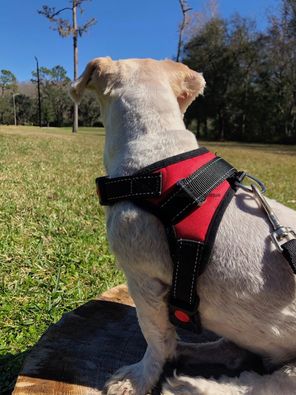 Dog Pet Vest Harness No Pull w Handle Adjustable Control Reflective S M Large XL