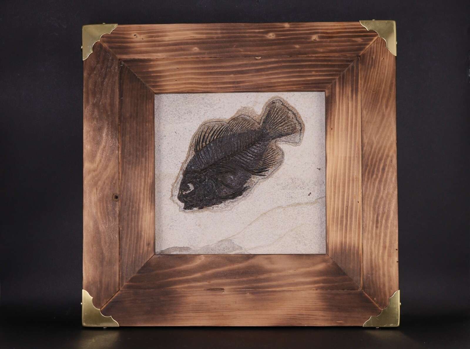 Fossil Fish Superb 5" Cockerellites Green River Formation Wyoming WY COA 10707