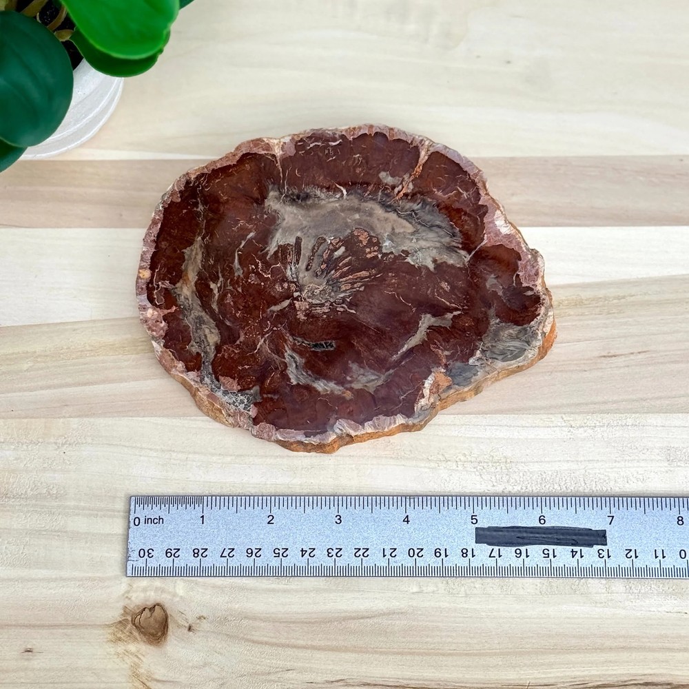 Petrified Wood Slab B