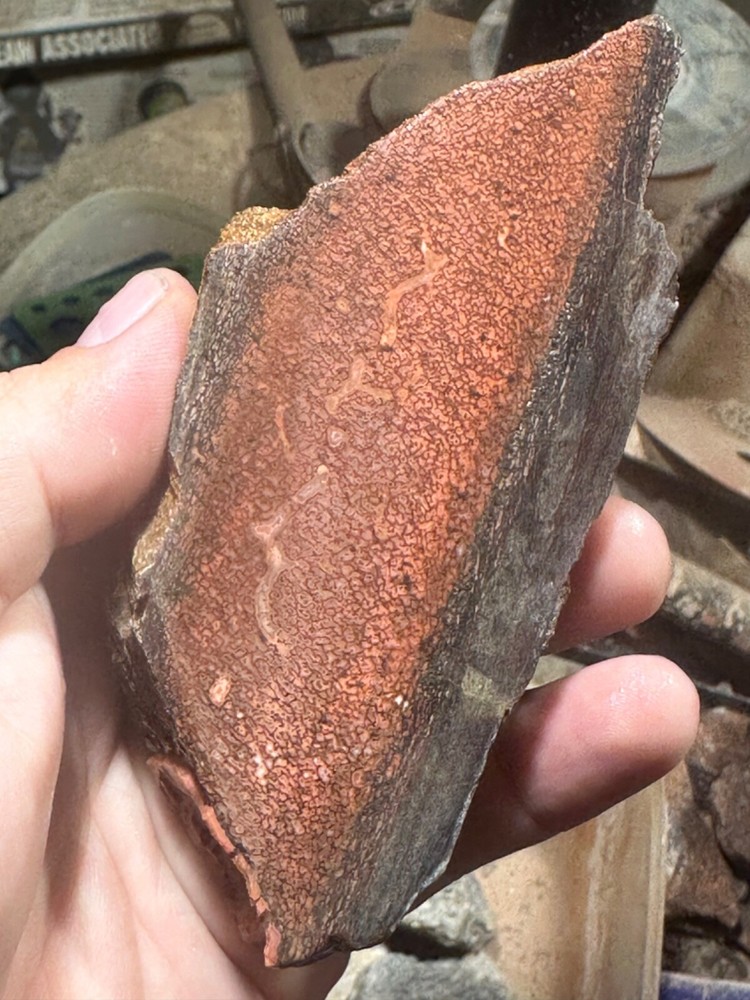 Dinosaur gem bone rough chunk.