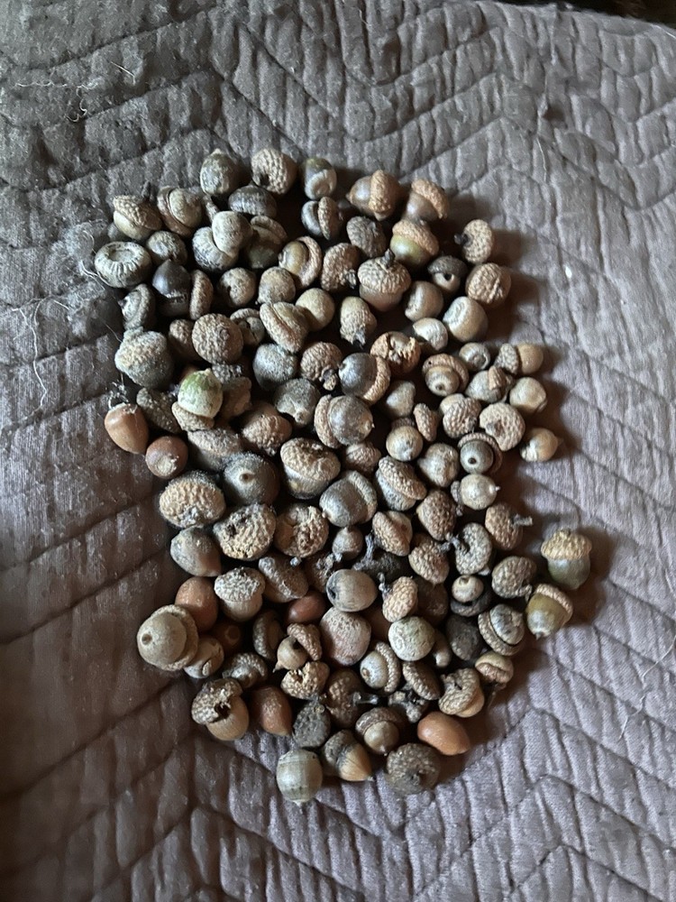 Acorns, 2025, Red Oak, 1 Lbs