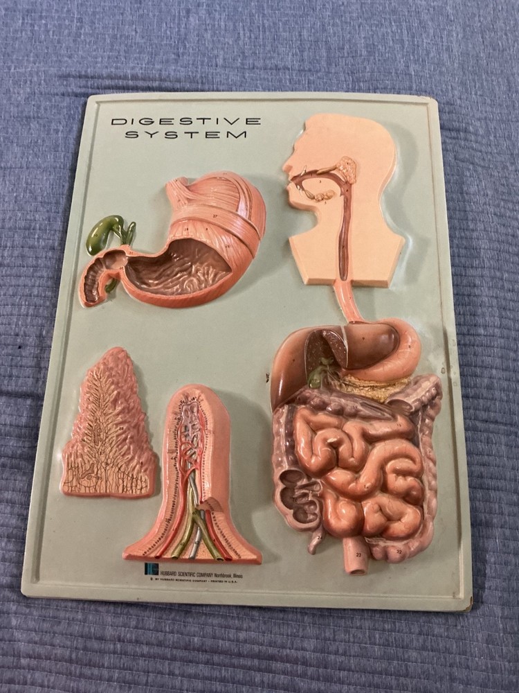 Hubbard VTG Human Digestive System Classroom Wall Display 3D